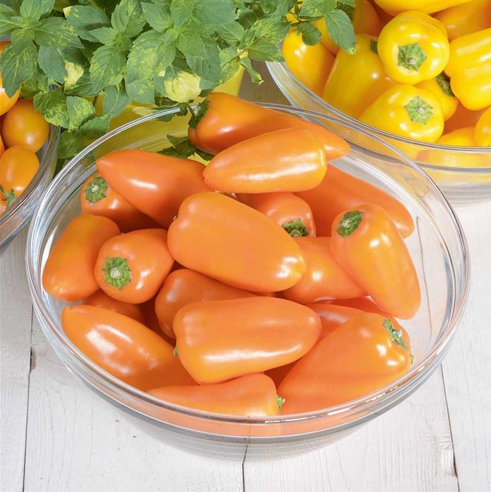 Snack-Paprika 'Lubega® Mini Orange' F1