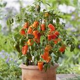 Snack-Paprika 'Lubega® Mini Orange' F1