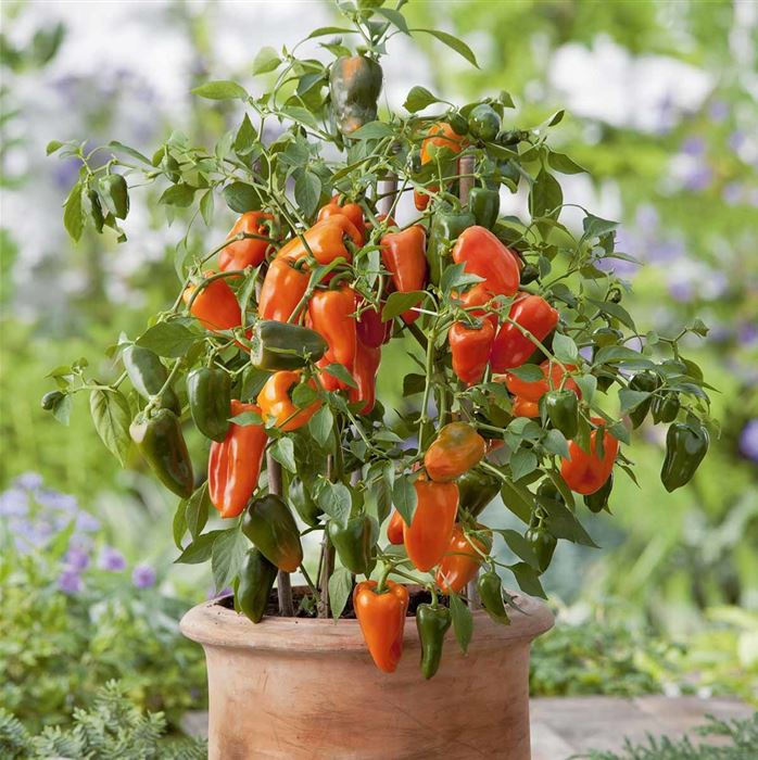Snack-Paprika 'Lubega® Mini Orange' F1