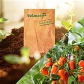 Snack-Paprika 'Lubega® Mini Orange' F1