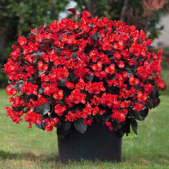 Solitär Begonie 'Big DeluXXe Red with Bronze Leaf' F1