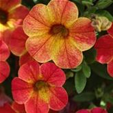 Zauberglöckchen 'Calita® Apricot Shades'