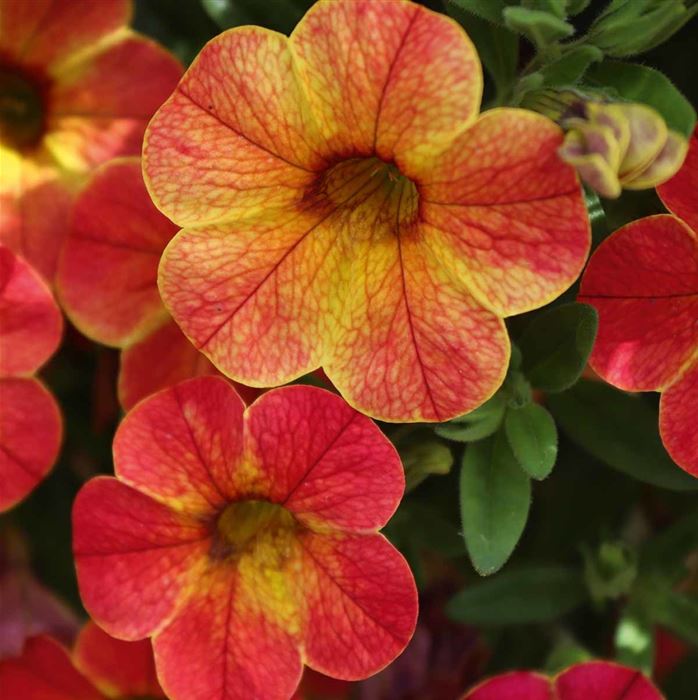 Zauberglöckchen 'Calita® Apricot Shades'