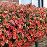 Zauberglöckchen 'Calita® Apricot Shades'