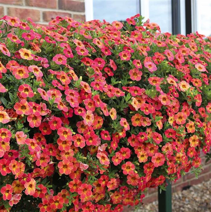 Zauberglöckchen 'Calita® Apricot Shades'