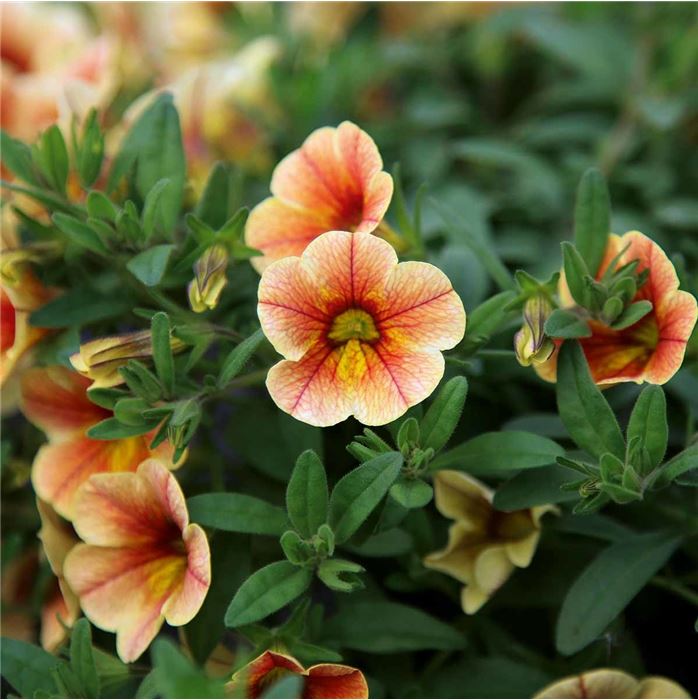 Zauberglöckchen 'Calita® Compact Tigereye'