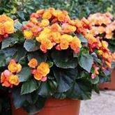 Sonnen-Begonie 'Sunpleasure® Orange'