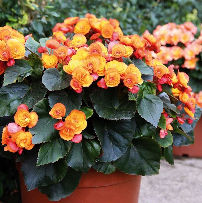 Sonnen-Begonie 'Sunpleasure® Orange'