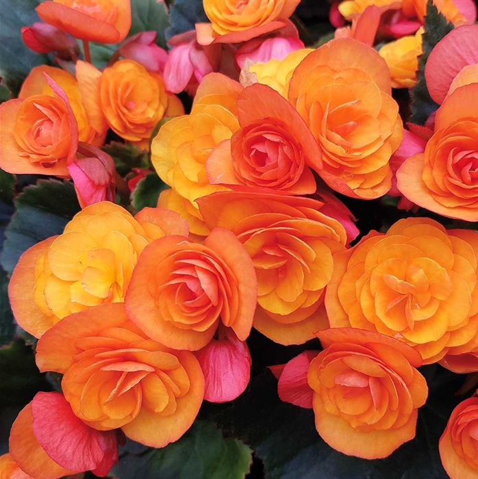 Sonnen-Begonie 'Sunpleasure® Orange'