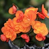 Sonnen-Begonie 'Sunpleasure® Orange'
