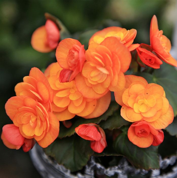 Sonnen-Begonie 'Sunpleasure® Orange'