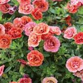 Zauberglöckchen 'Calita® Double Orange'