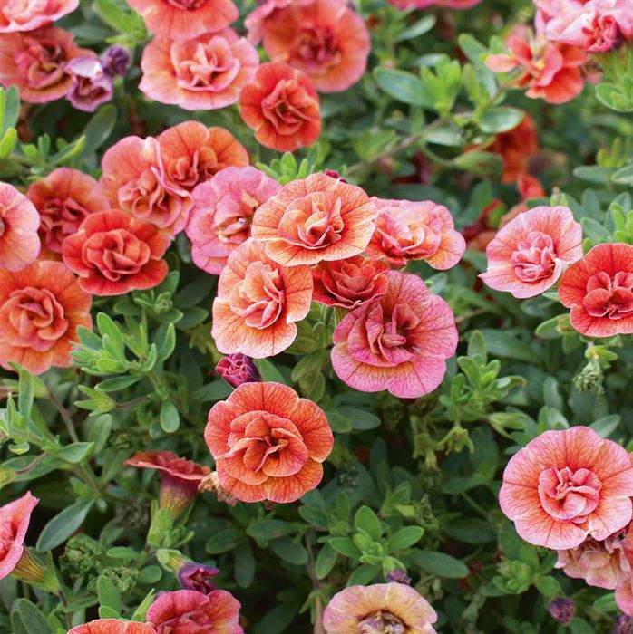 Zauberglöckchen 'Calita® Double Orange'