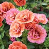 Zauberglöckchen 'Calita® Double Orange'