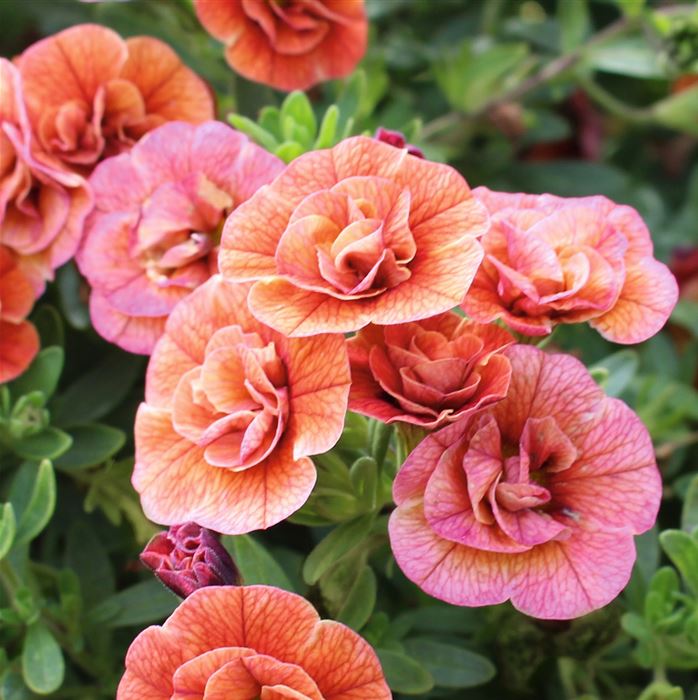 Zauberglöckchen 'Calita® Double Orange'