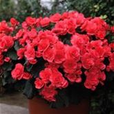 Sonnen-Begonie 'Sunpleasure® Rose'