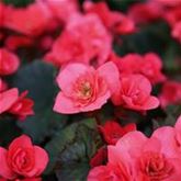 Sonnen-Begonie 'Sunpleasure® Rose'