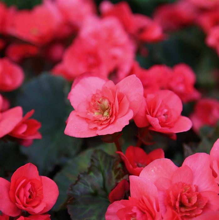 Sonnen-Begonie 'Sunpleasure® Rose'