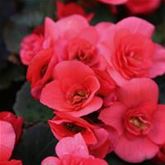 Sonnen-Begonie 'Sunpleasure® Rose'