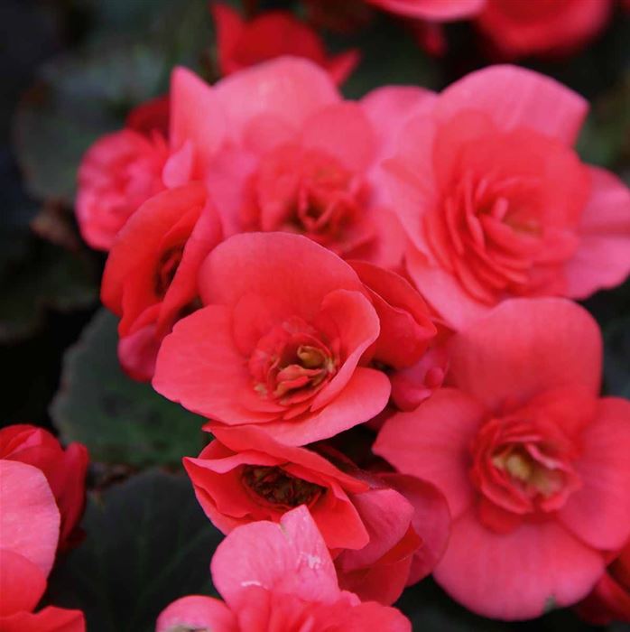 Sonnen-Begonie 'Sunpleasure® Rose'