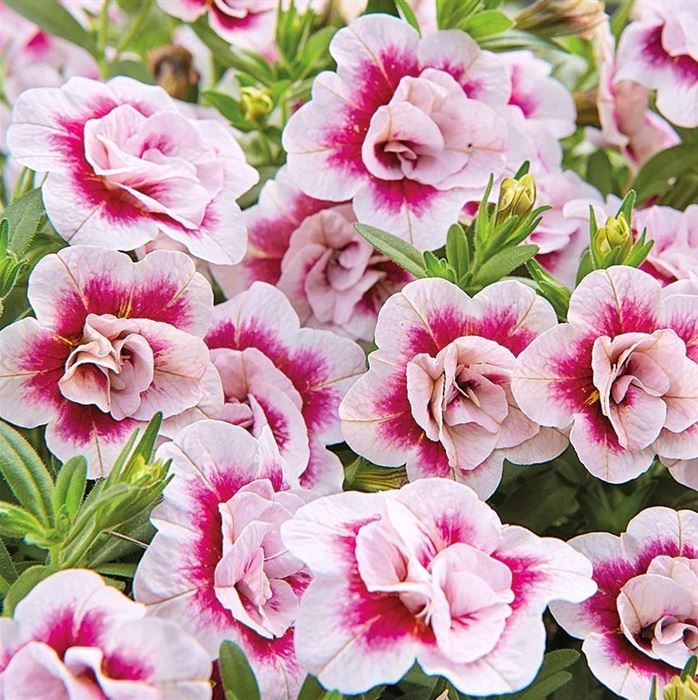 Zauberglöckchen 'Calita® Double Pink Bicolor'