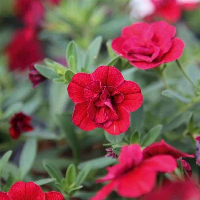 Zauberglöckchen 'Calita® Double Red'