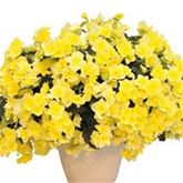 Sonnen-Begonie 'Sunpleasure® Yellow'