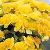 Sonnen-Begonie 'Sunpleasure® Yellow'