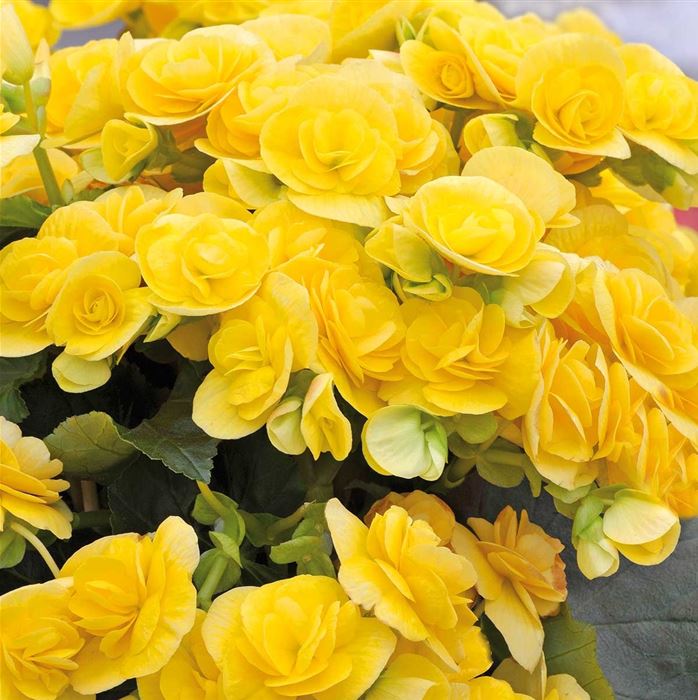 Sonnen-Begonie 'Sunpleasure® Yellow'