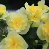 Sonnen-Begonie 'Sunpleasure® Yellow'