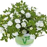 Zauberglöckchen 'Calita® Double Snow'