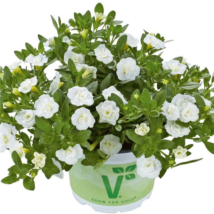 Zauberglöckchen 'Calita® Double Snow'