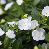 Zauberglöckchen 'Calita® Double Snow'