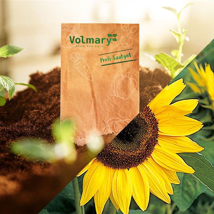 Sonnenblume 'Holiday'