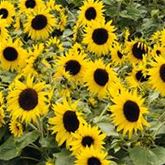 Sonnenblume 'Miniboy' F1