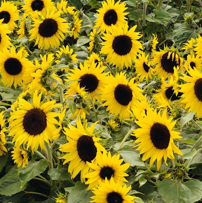 Sonnenblume 'Miniboy' F1