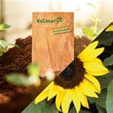 Sonnenblume 'Miniboy' F1