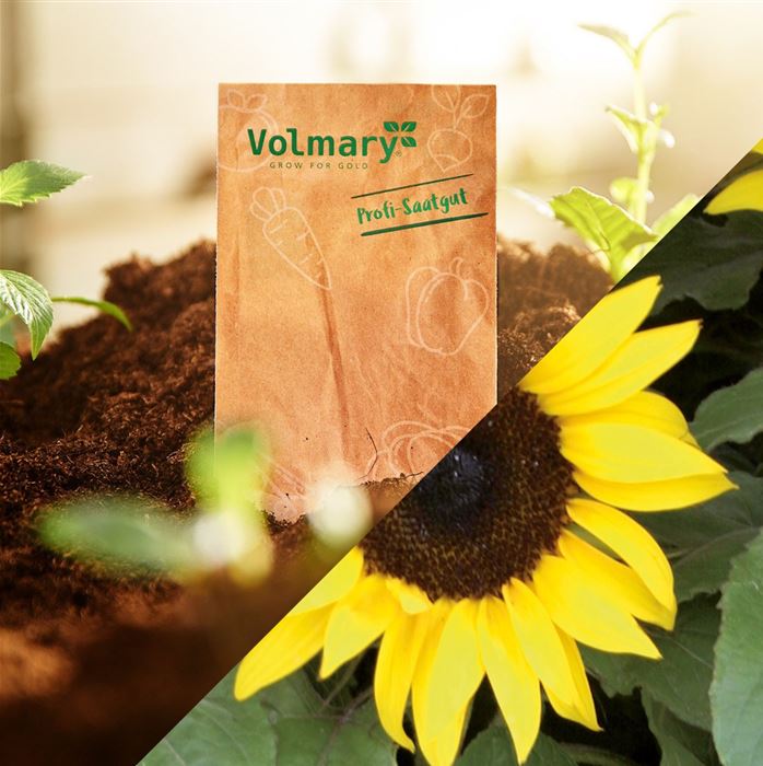 Sonnenblume 'Miniboy' F1