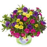 Zauberglöckchen 'Calita® Double Trio Blue-Rosy-Sun'