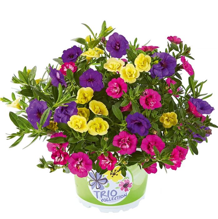 Zauberglöckchen 'Calita® Double Trio Blue-Rosy-Sun'