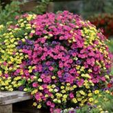 Zauberglöckchen 'Calita® Double Trio Blue-Rosy-Sun'