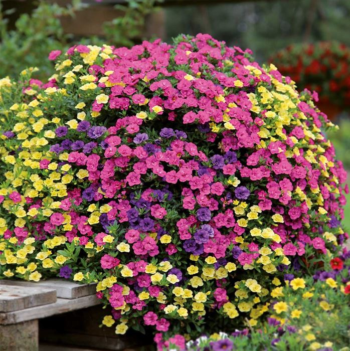 Zauberglöckchen 'Calita® Double Trio Blue-Rosy-Sun'