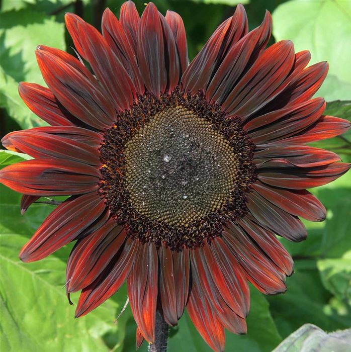 Sonnenblume 'Moulin Rouge'