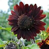 Sonnenblume 'Moulin Rouge'