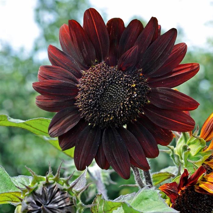 Sonnenblume 'Moulin Rouge'