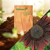 Sonnenblume 'Moulin Rouge'