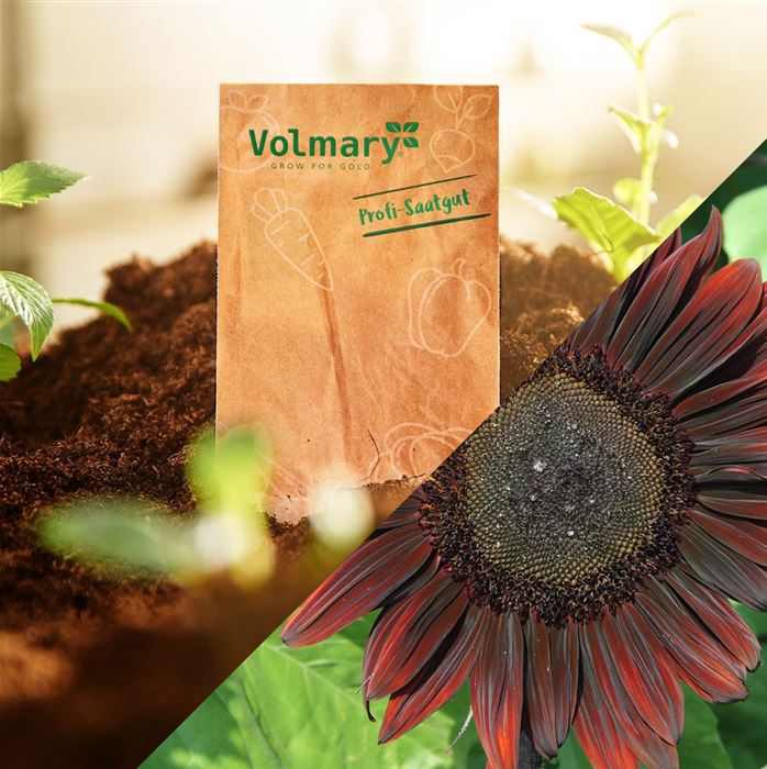 Sonnenblume 'Moulin Rouge'