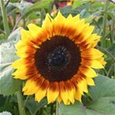 Sonnenblume 'ProCut ® Bicolor' F1