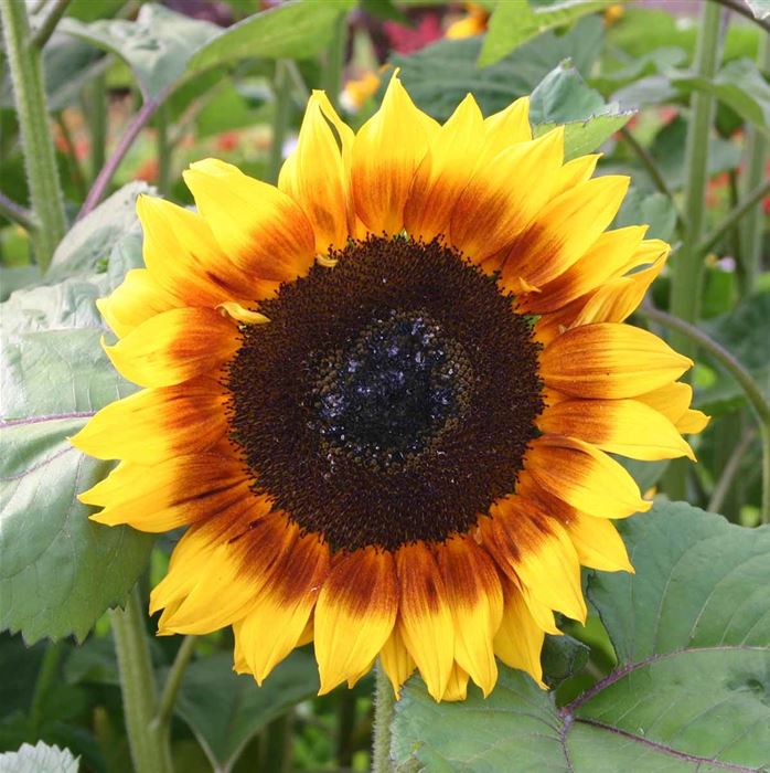 Sonnenblume 'ProCut ® Bicolor' F1