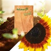 Sonnenblume 'ProCut ® Bicolor' F1